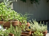 Herb Garden